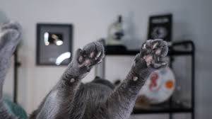 Kedi Patileri Ve Penceleri Kediniz Suratinizi Nasil Tirmaliyor Evrim Agaci