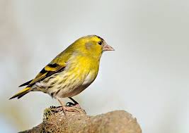Son Meilleur Profil Un Tres Grand Merci A Notre Amie Johanna Qui A Propose Cette Photo Pour La Galer Tarin Des Aulnes Oiseaux Des Jardins Oiseaux De France