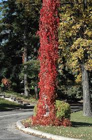 Image result for Parthenocissus quinquefolia