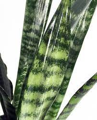 Wintergreen Snake Plant Mother In Law S Tongue Sanseveria 6 Pot Snake Plant Mother In Law Tongue Plants