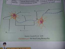 Alternati jawaban paragraf 1 sampai 5 Bagian Bagian Sel Saraf Yang Bermielin Brainly Co Id
