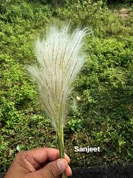 Image result for Anticharis senegalensis