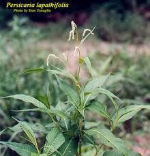 Image result for Persicaria lapathifolia