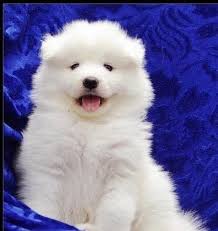 Friendly and playful samoyed puppies. Samoyed Puppies For Adoption