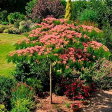 Seidenbaum Ombrella Im Ca 19 Cm Topf Online Kaufen Bei Gartner Potschke Seidenbaum Baume Garten Baume Mit Rosa Bluten