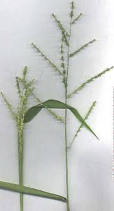 Image result for Urochloa