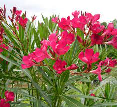 Oleander sind nicht winterhart und. Oleander Optimal Zum Bluhen Bringen Haus Und Garten 24