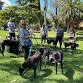 Group walk St Kilda Botanical Gardens — Gumtree Greys event image