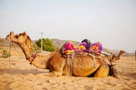 The yellow maximum capacities label affixed to the helm of your boat will specify the maximum number of people or the maximum weight your boat can carry. Pushkar Camel Safari 2021 Book Flat 19 Off