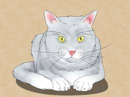 Cara menggambar kucing lucu sederhana | how to draw a cat easyhalo selamat datang di channel joyful simple drawing. Realistic Cat Face Drawing Step By Step Novocom Top
