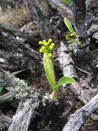 Image result for Polystachya melanantha