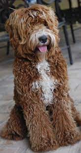 Upcoming Litters Of Australian Labradoodles For Sale In Arizona And Shipping Throughout Labradoodle Puppy Australian Labradoodle Puppies Australian Labradoodle