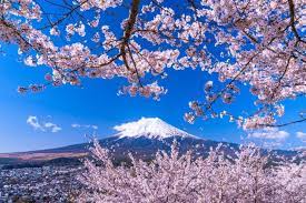 Bunga sakura juga disebut dapat membantu menaikkan mood seseorang dan. Waktu Yang Tepat Untuk Melihat Bunga Sakura Di Jepang Edisi 2021 Matcha Situs Wisata Jepang