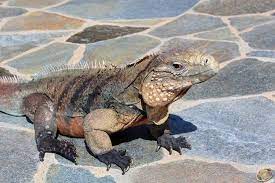 Blue Rock Iguana Animals Chameleon Lizard Iguana