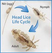 Maybe you would like to learn more about one of these? What Are Head Lice Licefreee
