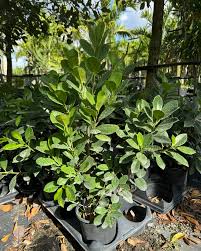 Image result for Fuirena microcarpa