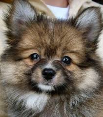 Pomeranian Chihuahua Mix Black And Brown 16 Pomeranian Mixes All Different Kinds Of Pomi Perfection Pomeranian Chihuahua Mix Pomeranian Mix Pomeranian Mix Puppies