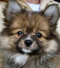 Meet the pomeranian chihuahua mix puppy pomchi diy script. Pomeranian Puppies Mixed With Chihuahua Pets Lovers