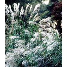 Maybe you would like to learn more about one of these? Miscanthus Sinensis Early Hybrids Chinaschilf Silbergras Saatgut Kaufen
