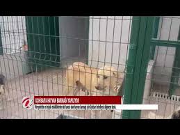 Nevsehir Uchisara Hayvan Barinagi Yapiliyor Youtube