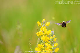 Image result for Bombus balteatus