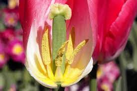 Many of the most iconic flowers, such as roses, lilies, and tulips, are bisexual, and the female pistil is characteristically surrounded by the male stamens. Inside A Tulip Science Learning Hub