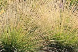 Image result for Juncus