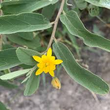 Image result for Grewia sulcata