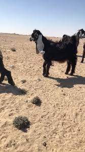 مرکزی، ط 5 واحد 2606 بوشهر، خ گمرک ، خ ملیان شرقی ، روبروی مسجد جوادیها ، ساختمان جفره ، طبقه 1 ، واحد 1. Ø¨Ø¶Ø§Ø¦Ø¹ Ùˆ Ø¥Ø¹Ù„Ø§Ù†Ø§Øª Ø§Ù„ÙŠÙ…Ù† Horses And Sheeps And Camels Ø¨Ø¶Ø§Ø¦Ø¹ Ø¬Ø¯ÙŠØ¯Ø© Ùˆ Ù…Ø³ØªØ¹Ù…Ù„Ø© Ø¹Ø±Ø¨ Ø¨Ø§Ø²Ø§Ø± Ø¬ÙØ±Ù‡ Ø¹Ø·Ø±Ø§