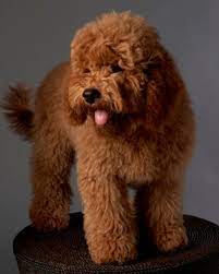 All of our current puppies are reserved by families already on our deposit list. Gesgolden Doodle Mini Coloring Pages Among Us Coloring Pages Getcoloringpages Com The Golden Retriever Ancestry Brings Only Shades Of Cream Apricot And Red To The Breed Surga Neraka
