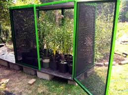 Large Butterfly Rearing Enclosure Butterfly Habitat Butterfly Plants Raising Monarch Butterflies