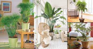 Candles, clocks, pillows, fireplaces, mirrors, rugs 55 Best Indoor Plants For Living Rooms Top Houseplants