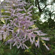 Image result for Tetradenia bainesii