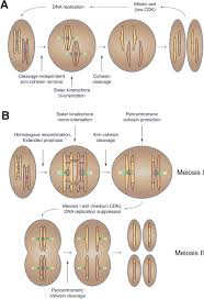 Mitosis and meiosis worksheet answers coloring pages have recently become a huge hit all over the world. Meiosis I Kinase Regulators Conserved Orchestrators Of Reductional Chromosome Segregation Galander 2020 Bioessays Wiley Online Library