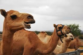 Disadvantages of eating meat include raising the risk for cardiovascular while occasional meat consumption may offer health benefits, eating too much meat may contribute to elevated levels of low density lipoproteins, or. Australian Camels Milk Meat Facts The Travel Tart Blog