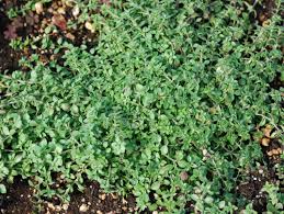 Image result for Cliffortia serpyllifolia