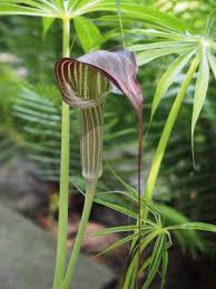 Roy herold's arisaema pages utrecht university (nl) botanical garden arisaemas guy gusman´s arisaema to be expected early this year: Arisaema Erubescens