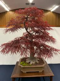 My japanese maple is losing leaves in just one spot. Japanese Red Maple At The 42nd Annual Bonsai Exhibit Sacramento Ca Bonsai