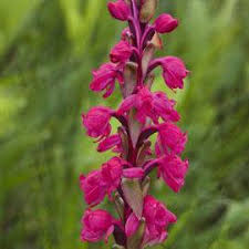 Image result for Satyrium coriophoroides