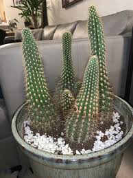 Wondering how to kill cactus without getting covered in needles? Cactus Rotting