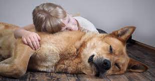 Maybe you would like to learn more about one of these? At Home Pet Euthanasia Frankfort Open Daily 8am 8pm