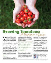 Lift out the root ball carefully. Growing Tomatoes A Beginner S Guide Women S Lifestyle Magazine