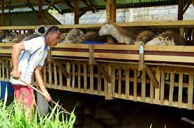 Maybe you would like to learn more about one of these? 24 Cara Beternak Kambing Etawa Untuk Pemula Dan Profesional