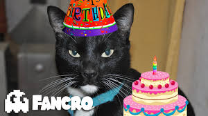 Feliz Cumpleanos Version Gatuna Youtube