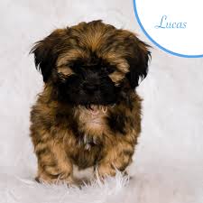 Maybe you would like to learn more about one of these? Shih Tzu Puppies For Sale Orlando Fl 299300 Petzlover