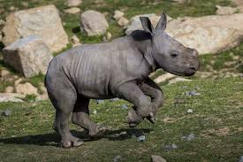 I Can Has Cheezburger Rhino Page 2 Funny Animals Online Cheezburger