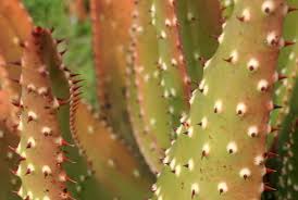 Image result for Aloe aculeata × excelsa