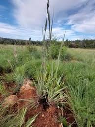 Image result for Diheteropogon amplectens