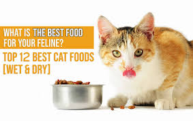 The best raw cat food emulates the pure, elegant simplicity of a cat's natural whole prey diet. Best Cat Food In 2021 Guide Reviews Of Top Products