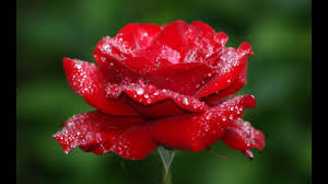 Flowers whisper beauty! to the world, even as they fade, wilt, fall. Symbol Of Love Flowers Images Youtube